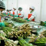 La agroindustria peruana: Sembrando un futuro de oportunidades